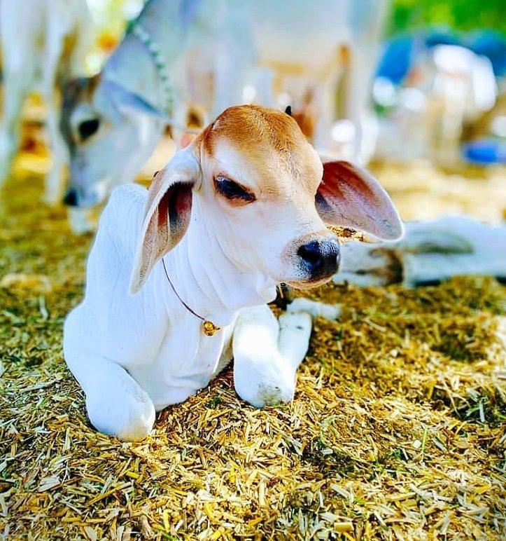 Gau Shala